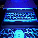 Srečanje diplomantov Pravne fakultete, Visoke pravne šole in Višje pravne šole Maribor ob 65. letnici študija PRAVA v Mariboru - Slika 12